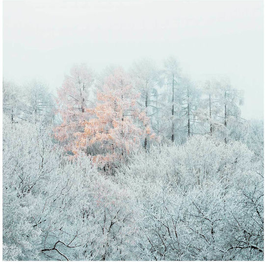 Painting Winter Forest Frosted Trees 120x120