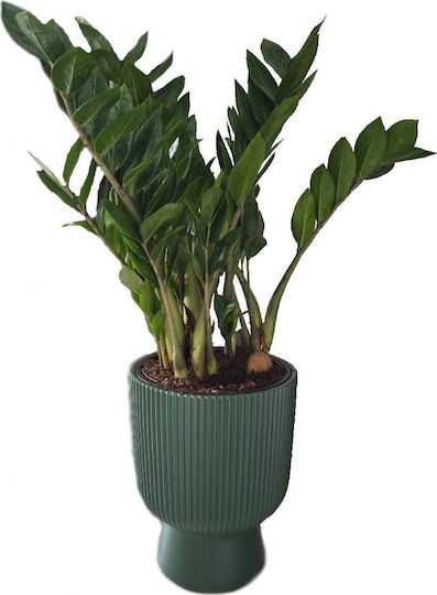 Prosperplast Planter Green 30x30cm.