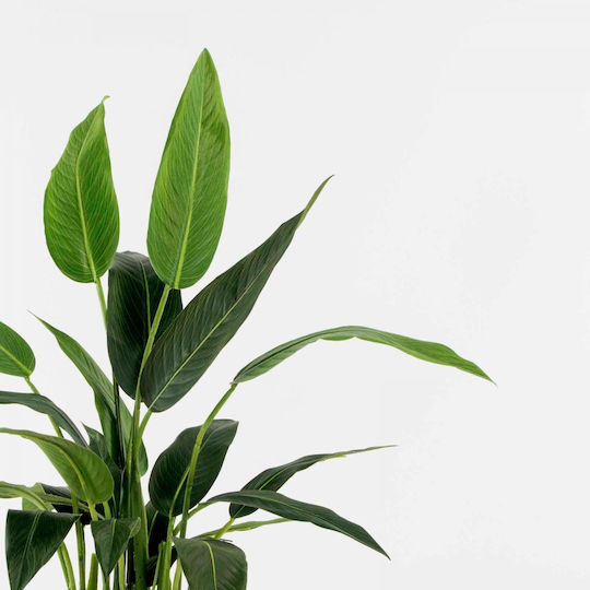 Künstlicher Baum für den Außenbereich Paradiesvogel Grün 100cm Supergreens