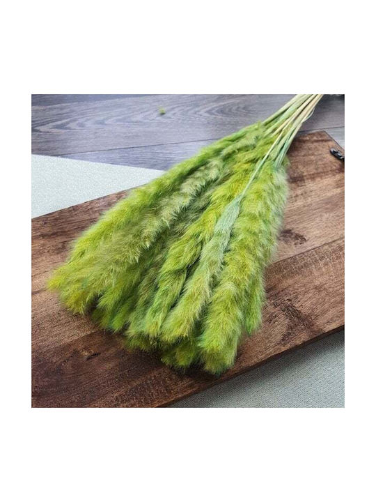 Αποξηραμένο Φυτό Pampas grass ED Collection