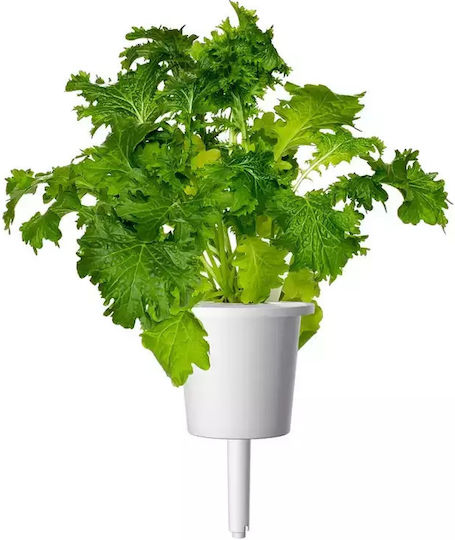 Wasabi Mustard Click & Grow Smart Garden Set 3 Pods