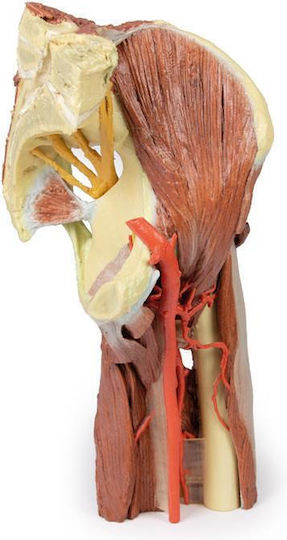 Erler Zimmer Manechin de antrenament Organele interne