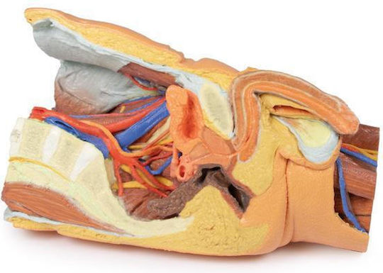Erler Zimmer Internal Organs Model