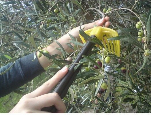 Plant & Grow Greblă Recoltarea Măslinelor