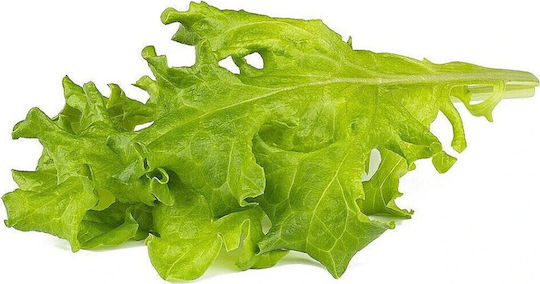 Click & Grow Smart Refill Oakleaf Lettuce 3pcs