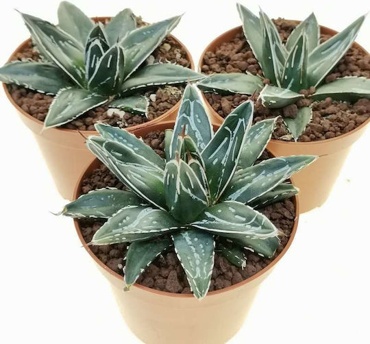 Agave Victoriae Reginae 'Regina Victoria'
