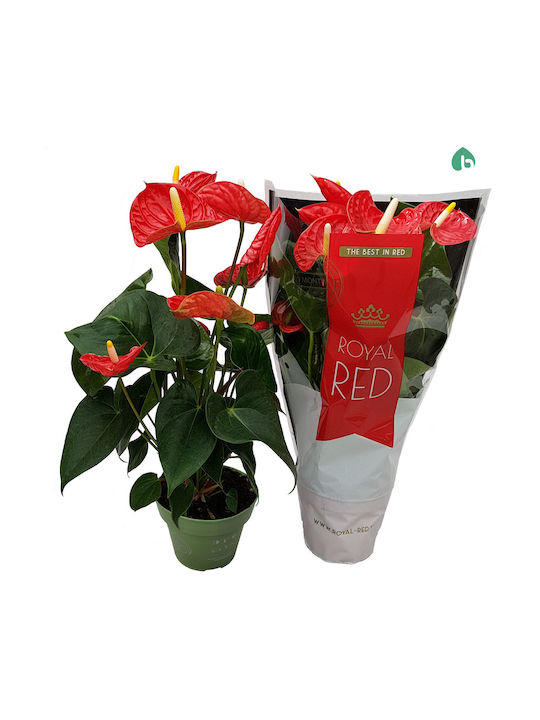Хвощ (Anthurium) Εσωτερικού Χώρου Ύψους 50бр