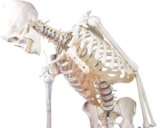 Erler Zimmer Human Skeleton Model