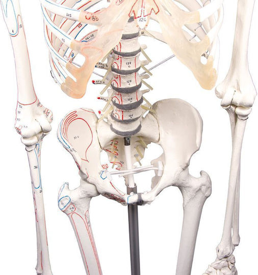 Erler Zimmer Human Skeleton Model