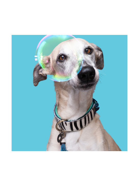 Περιλαίμιο Dwam Zara Collar S