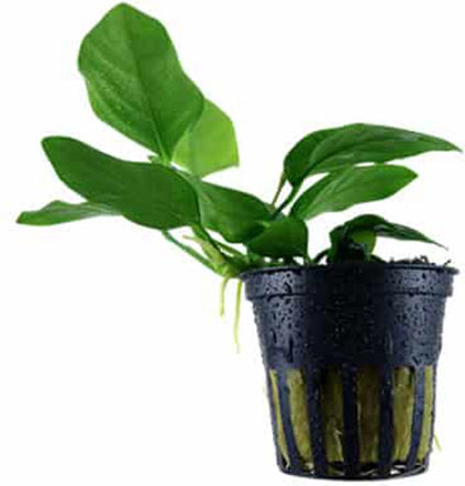 Tropica Nana Potted Live Aquarium Plant Anubias Βarteri