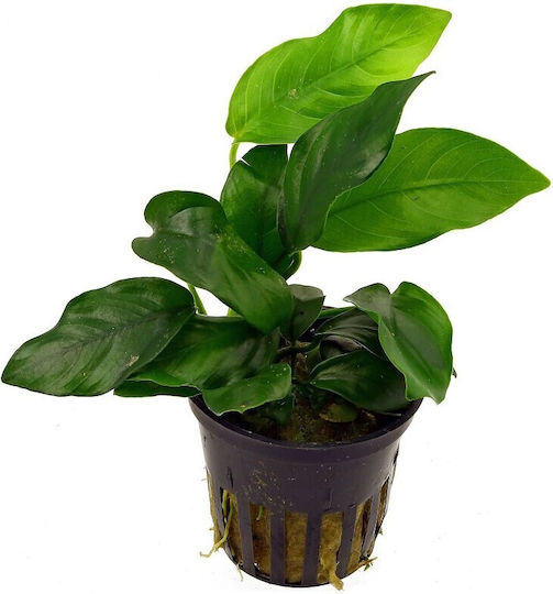 S.i Anubias Barteri Var.nana Topf