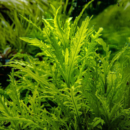 Tropica 1-2-grow Ζωντανό Φυτό Ενυδρείου Hygrophila Polysperma