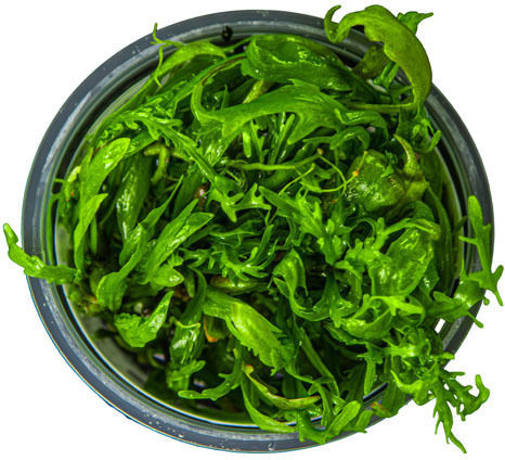 Tropica 1-2-grow Ζωντανό Φυτό Ενυδρείου Hygrophila Polysperma