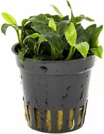 Aquaflora Plantă acvatică vie Anubias Βarteri