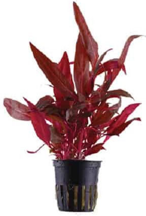 Tropica Reineckii Rosanervig Potted