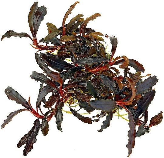 Tropica Bucephalandra Kedagang Ζωντανό Φυτό Ενυδρείου Bucephalandra