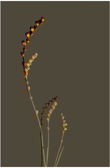 Πίνακας Minimalist Botanical Art Μινιμαλιστική Βοτανική Τέχνη 60x90