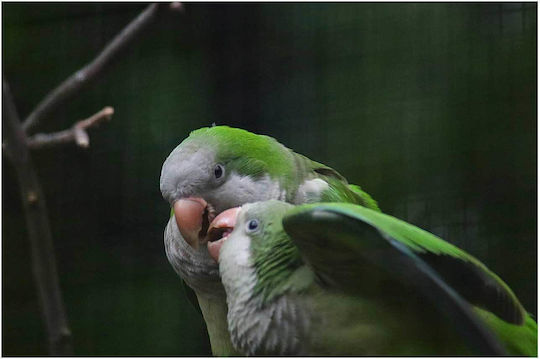 Πίνακας Pair Parrots In Nature Ζευγάρι Παπαγάλων Στη Φύση 90x60