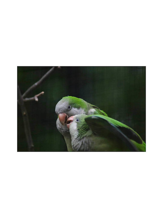 Paar Papageien in der Natur Malerei 150x100