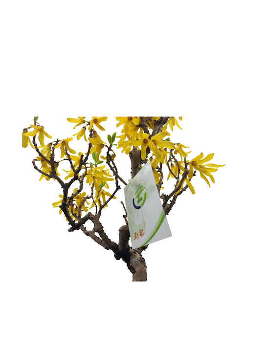 Μπονσάι Forsythia Amabilis Μπονσάι Forsythia Amabilis