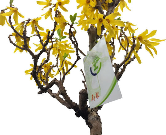 Μπονσάι Forsythia Amabilis