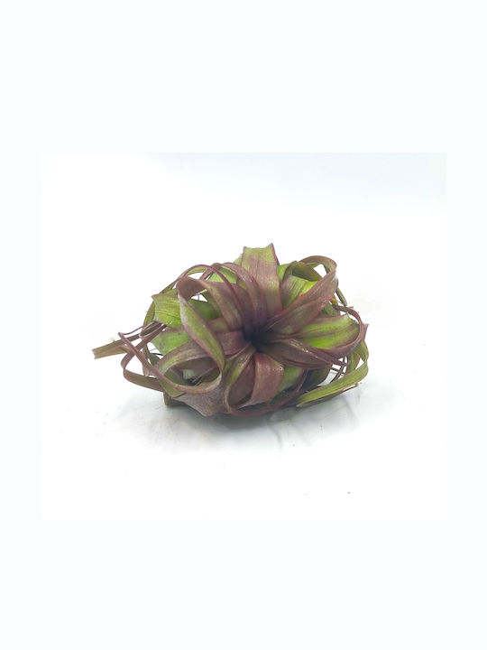 Αερόφυτο Tillandsia Eric Knobloch