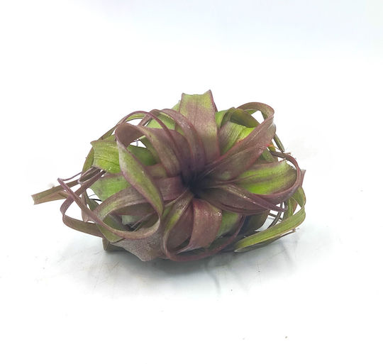 Αερόφυτο Tillandsia Eric Knobloch