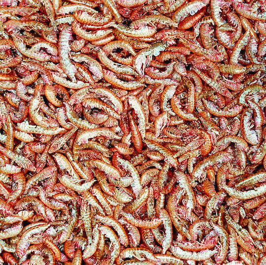 Tropical Gammarus Fish Turtle Food 1000ml 120g