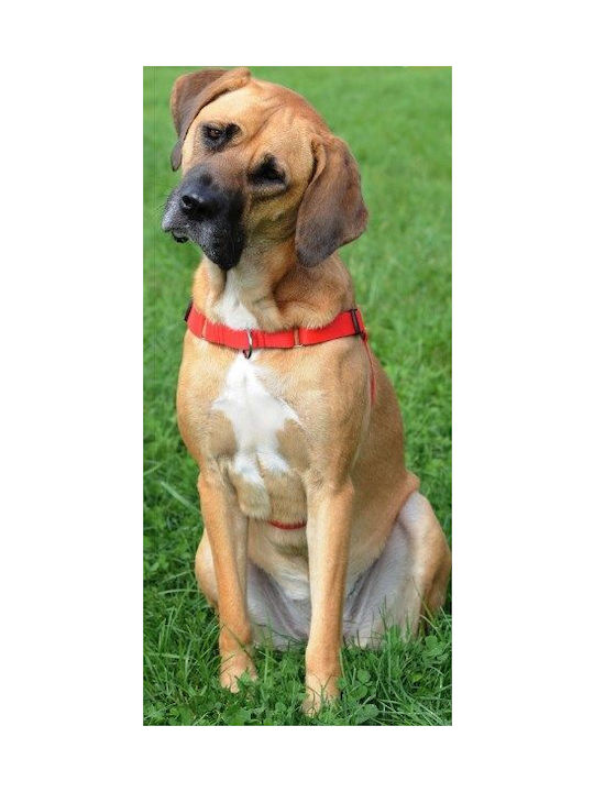 Dingo Черно
