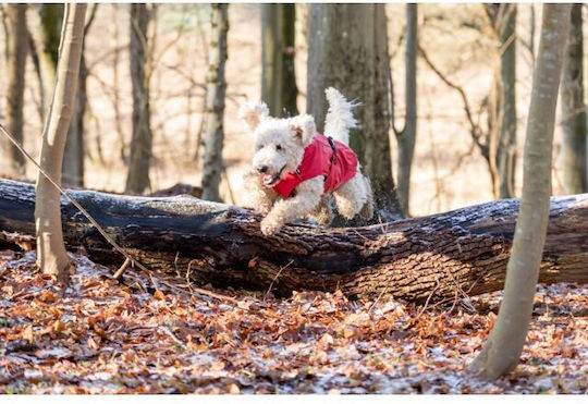 Trixie Vimy Hundemantel Wasserdicht Rot XSklein mit Rückenlänge 30 cm.