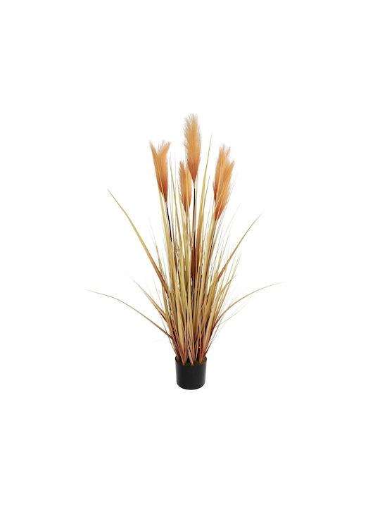 Pampas grass σε Γλάστρα GloboStar