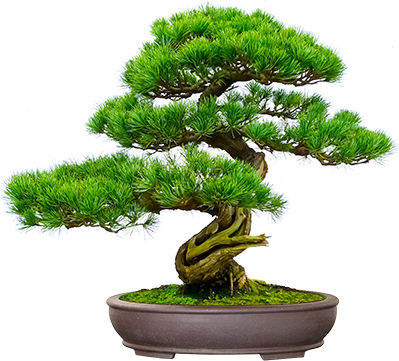 Bonsai Growing Kit Bamboo Κυριαρχήστε Στην Τέχνη Του Μπονσάι