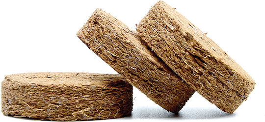 Bonsai Growing Kit Bamboo Κυριαρχήστε Στην Τέχνη Του Μπονσάι