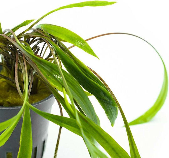 Cryptocoryne Spiralis Red