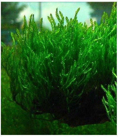 Misirlis Aquarium Ζωντανό Φυτό Ενυδρείου Taxiphyllum