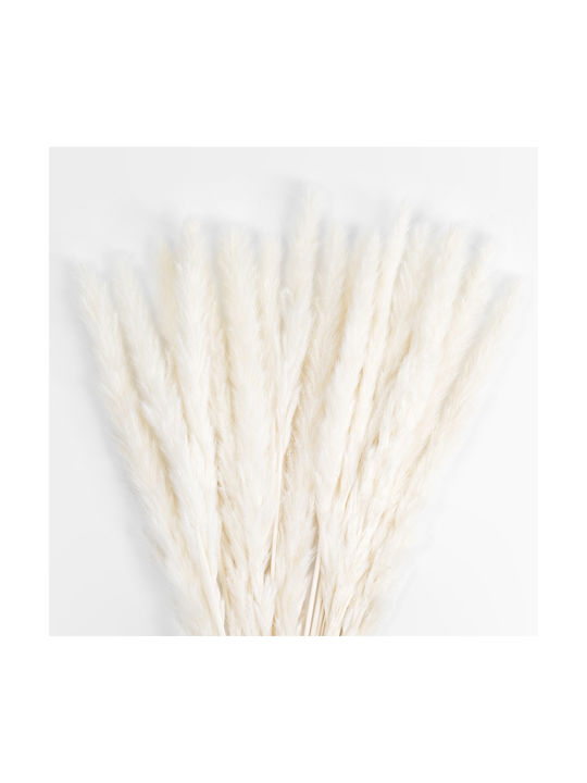Dried Plant Pampas Grass Beige 50cm GloboStar