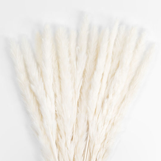 Dried Plant Pampas Grass Beige 50cm GloboStar