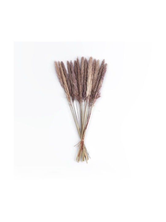 Dried Plant Pampas Grass Brown 50cm GloboStar