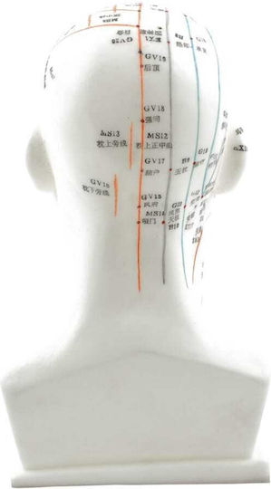 Heine Scientific Educational Model