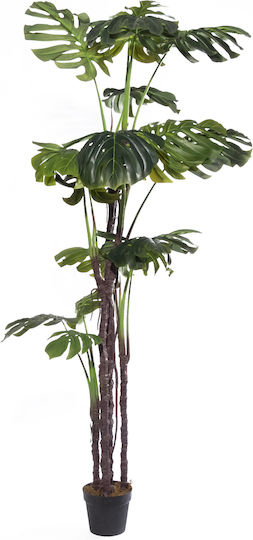 Monstera Copac În Aer Liber Supergreens Monstera Copac În Aer Liber Supergreens