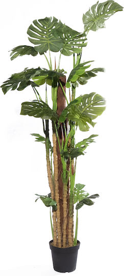 Monstera Copac În Aer Liber Supergreens Monstera Copac În Aer Liber Supergreens