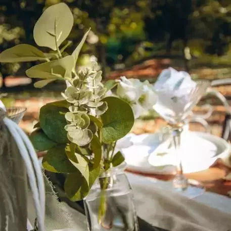 Ευκαλυπτος 35 Cm Beauty Home