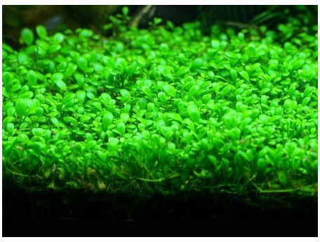 Misirlis Aquarium Live Aquarium Plant