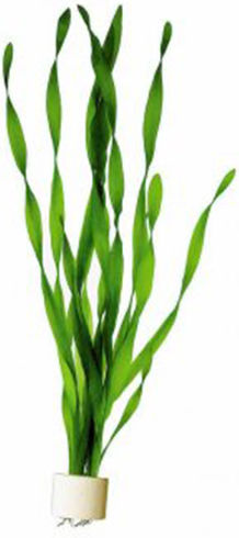 Stoffels Vallisneria Αmericana Live Aquarium Plant