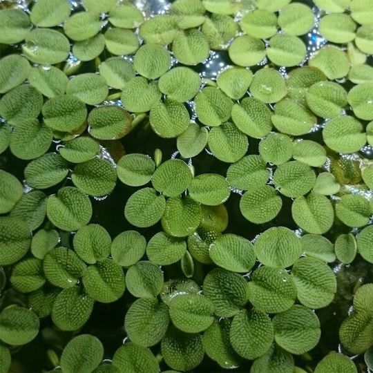 Misirlis Aquarium Salvinia Natans Φπ