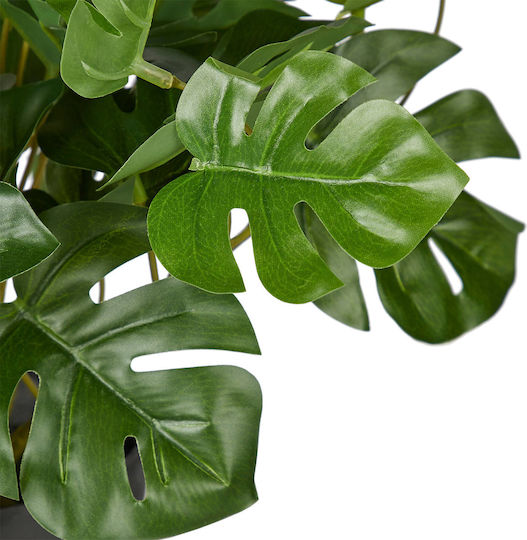 Florista Μονστέρα Γλάστρα25cm Πράσινο Μήκος 30cm X Πλάτος 30cm X Ύψος 25cm