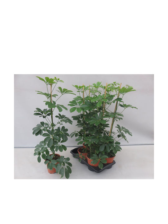 Schefflera Höhe 45cm