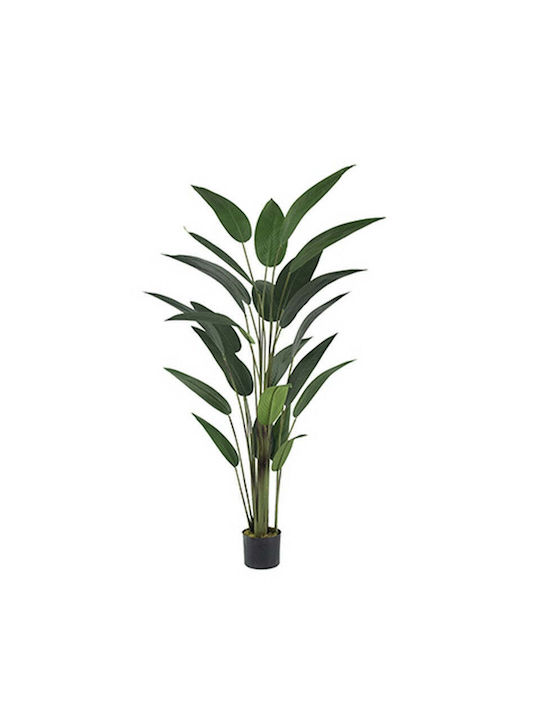 Μπανανιά σε Γλάστρα 60cm Artekko