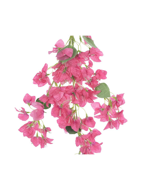 Bougainvillea Fuchsie 115cm in Box GloboStar